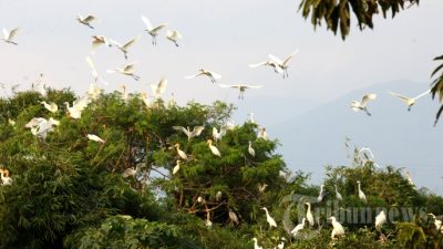 Cagar Alam dan Budaya Burung Blekok Kota Bandung