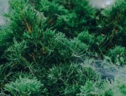 Tips Menulis Evergreen Content, Konten Web yang Selalu Menarik