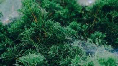 Tips Menulis Evergreen Content, Konten Web yang Selalu Menarik