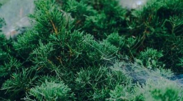 Konten Evergreen